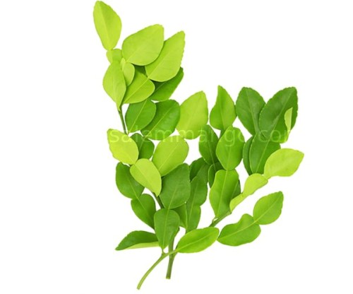 Fresh Kaffir Lime Leaves | Dried and Raw online 