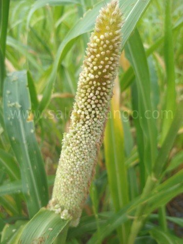 Pearl Millet | கம்பு | Bajra | Benefits | Recipes