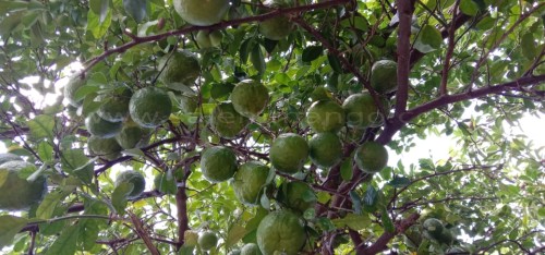 Kaffir lime online | Leaves | Fresh Kaffir Lime 