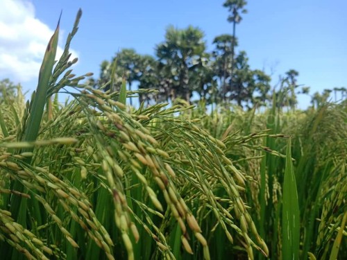 Kattuyanam Rice | Benefits | Uses | buy online