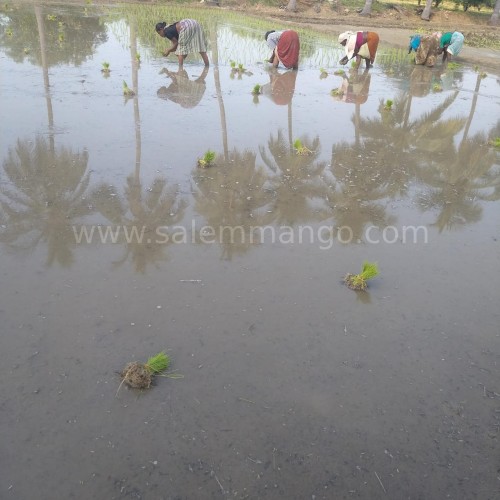 Magic rice for Woman's reproductive health