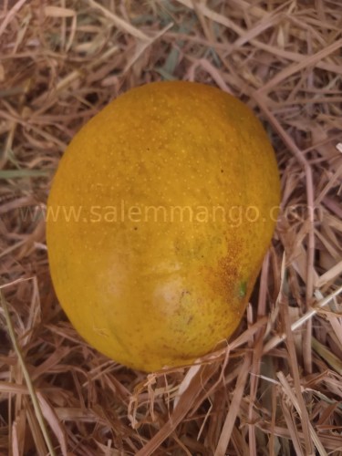 Malgova mango | Origin | Price | Buy online