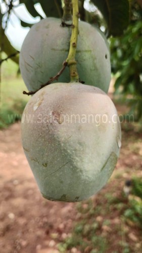 Mango doctor complete guide for Mango Cultivation 