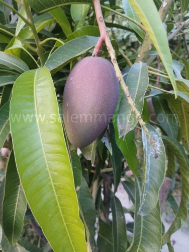 Miyazaki mango price 2025 Markets
