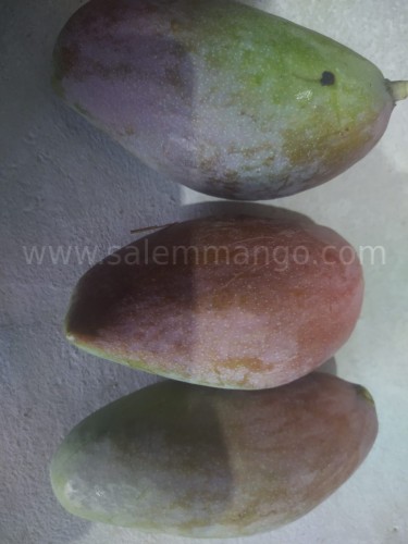 Miyazaki mangoes Price | Buy online | Farmer- Sale