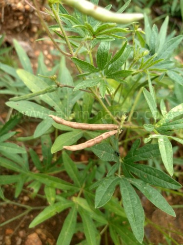 Moth Bean | Naripayaru seeds Online | Benefits