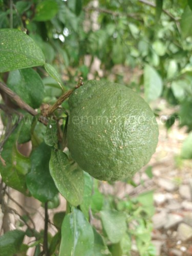 Narthangai & kaffir lime fresh leaves online