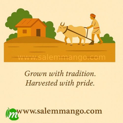 Online fruits & veg delivery in Salem | SalemMango