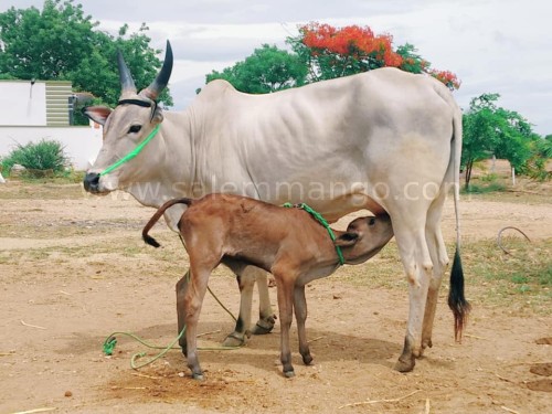 What is organic food in the markets.