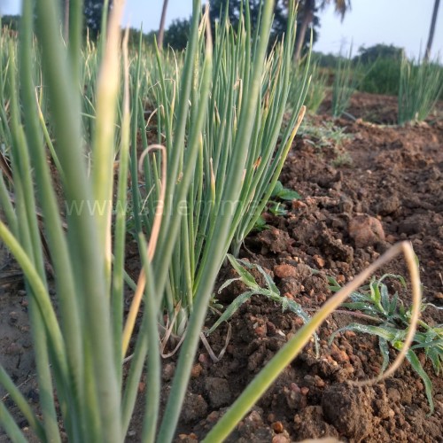 What is organic food in the markets.