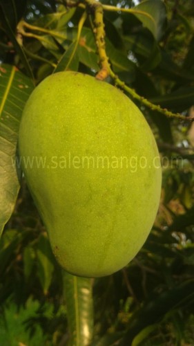 Neelum mangoes - farm to home