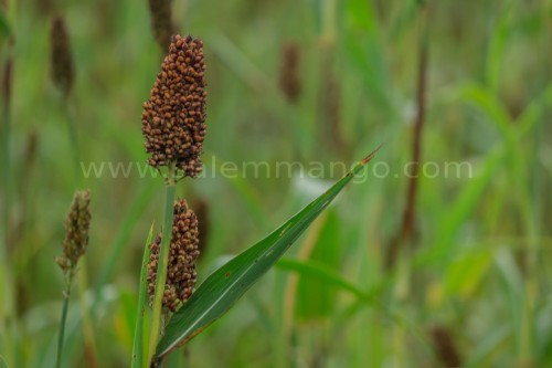 Millets vs Rice | Millet Best alternative to rice