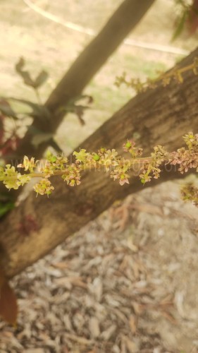 Panchagavya for Mango tree Flowering Fruit set
