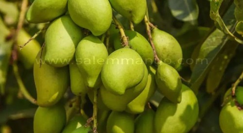 Appemidi mango online | Tender raw mango pickle 