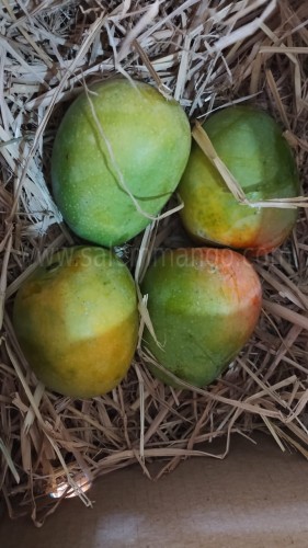 Premium Alphonso at Affordable price  