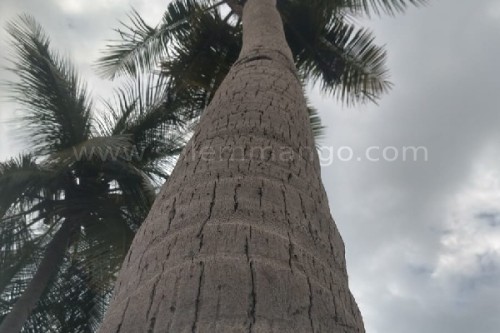 Best Coconut oil for cooking| Cold Pressed