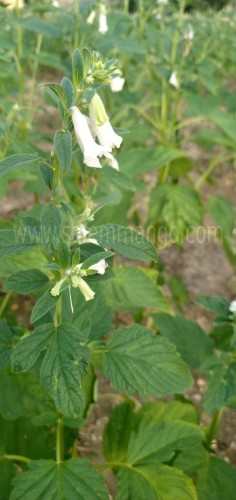 Pure Sesame oil | Gingelly oil | Cold Pressed oil