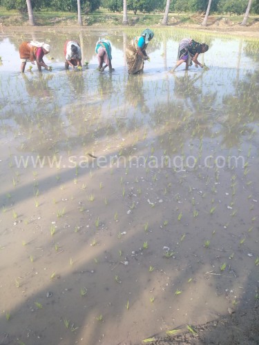 Premium Sona Masoori Rice online from village farm