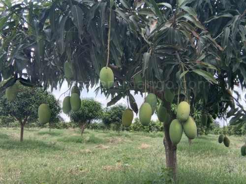 Rasalu mangoes Online | Bangalore | Hyderabad