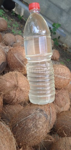 Organic Coconut online delivery