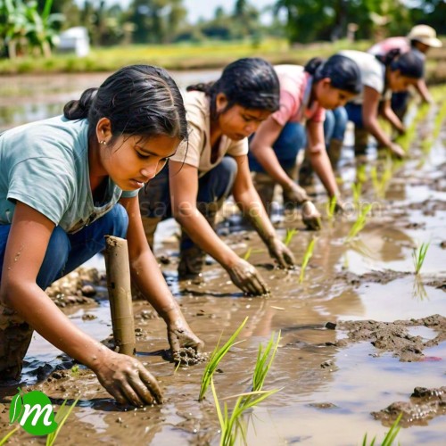 Salem attur kichili samba rice online | 25 kg bag