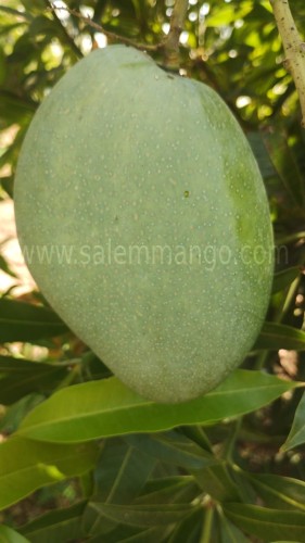 Salem Mango season 2024 |Poor Monsoon | Low yield 