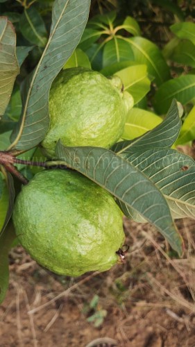 Salem Natural Mangoes online