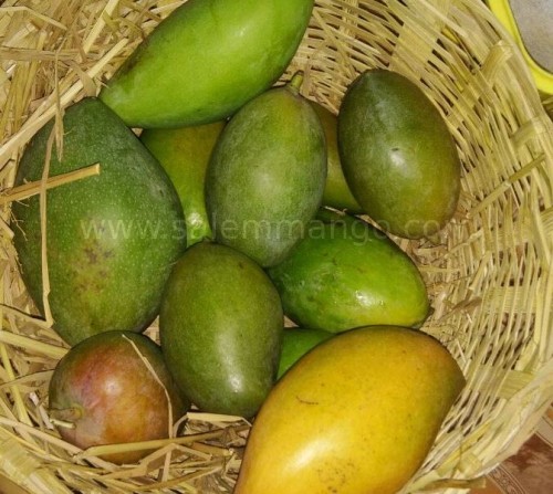 Salem Natural Mangoes