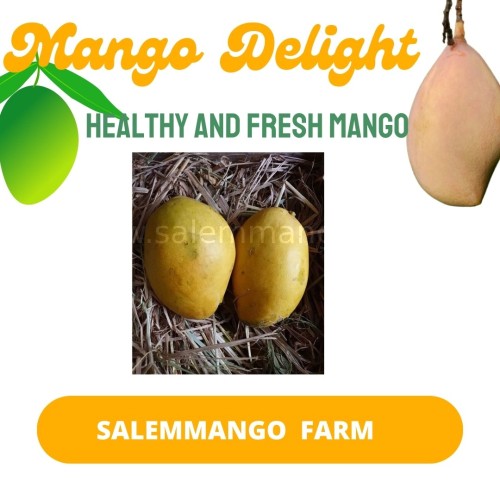 SalemMango Farm | Buy organic mango online
