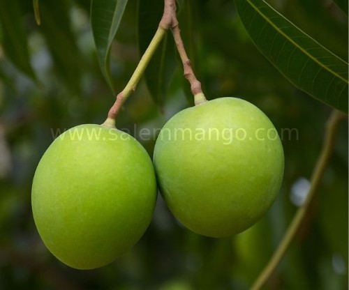 Ponassa mango | Punasa mango | All Season Aam 