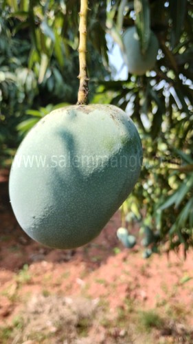 Top 10 Mango variety in India