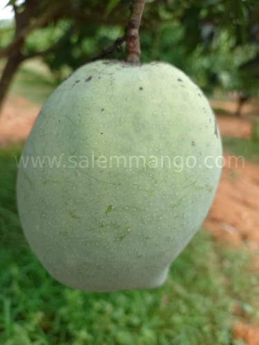 Top 10 Mango variety in India