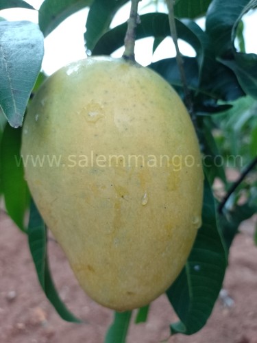 Top 10 Mango variety in India