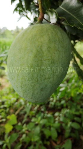 Top 5 Expensive Mangoes in India