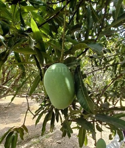 Top 5 Expensive Mangoes in India