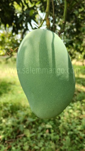 Top 10 Mango variety in India