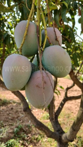 Top 10 Mango variety in India