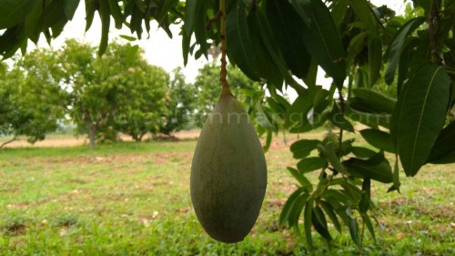 Top 10 Mango variety in India