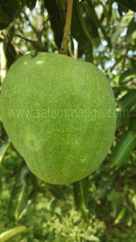 Top 10 Mango variety in India