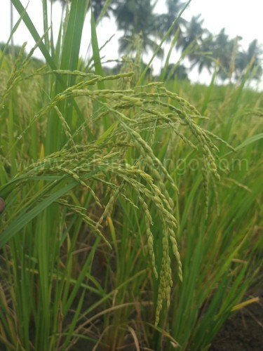 Buy Organic unpolished hand pounded rice online