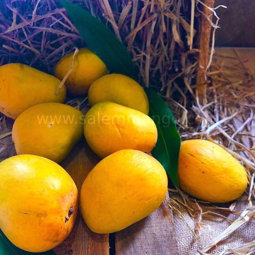 Top 10 Mango variety in India