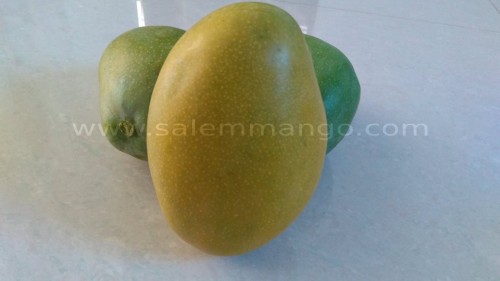 How to ripen mango naturally at Home 