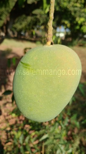 SalemMango Farm | Buy organic mango online