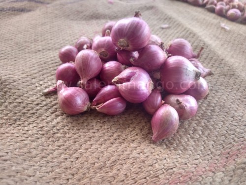 Where to buy shallots in bangalore?
