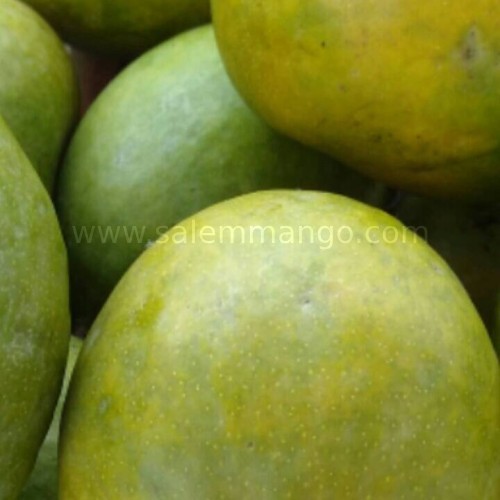  Why Salem organic mango is so special?