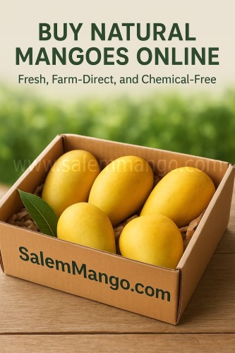 Buy natural mangoes Online in India | Chennai