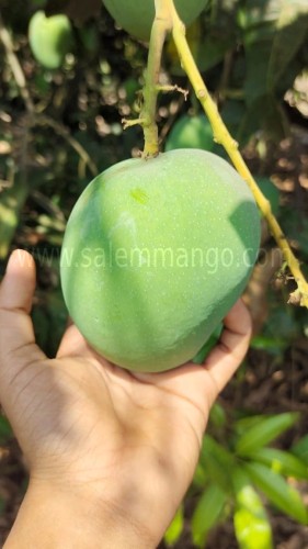 The Journey of Salem Mango Growers | Mango World 