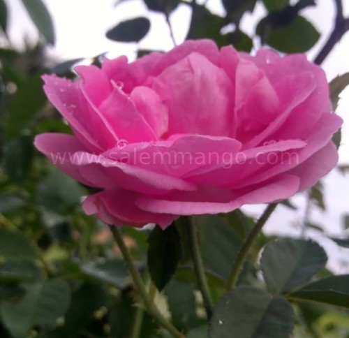 Buy Organic dried rose petals online 