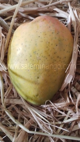 Buy Mangoes online Pune | Naturally ripen 