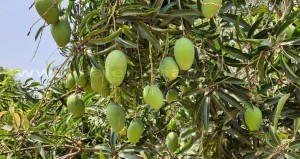 Carbide-free mangoes Online |Salemmango